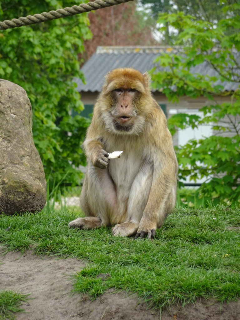 Barbary Macaque being fed at the Dierenrijk zoo