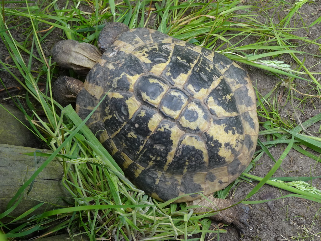 Hermann`s Tortoise at the Dierenrijk zoo