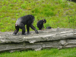 Chimpanzees at the Dierenrijk zoo