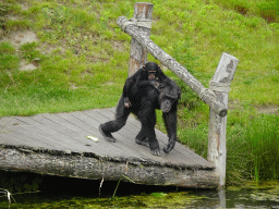 Chimpanzees at the Dierenrijk zoo