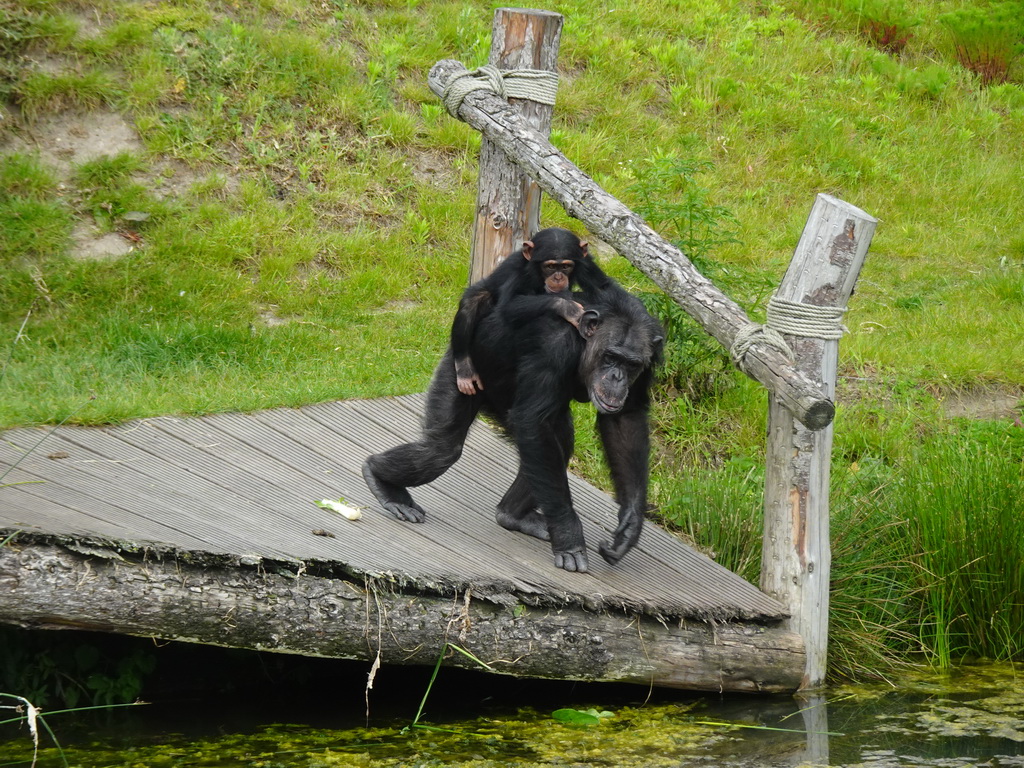 Chimpanzees at the Dierenrijk zoo