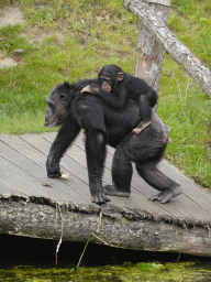 Chimpanzees at the Dierenrijk zoo