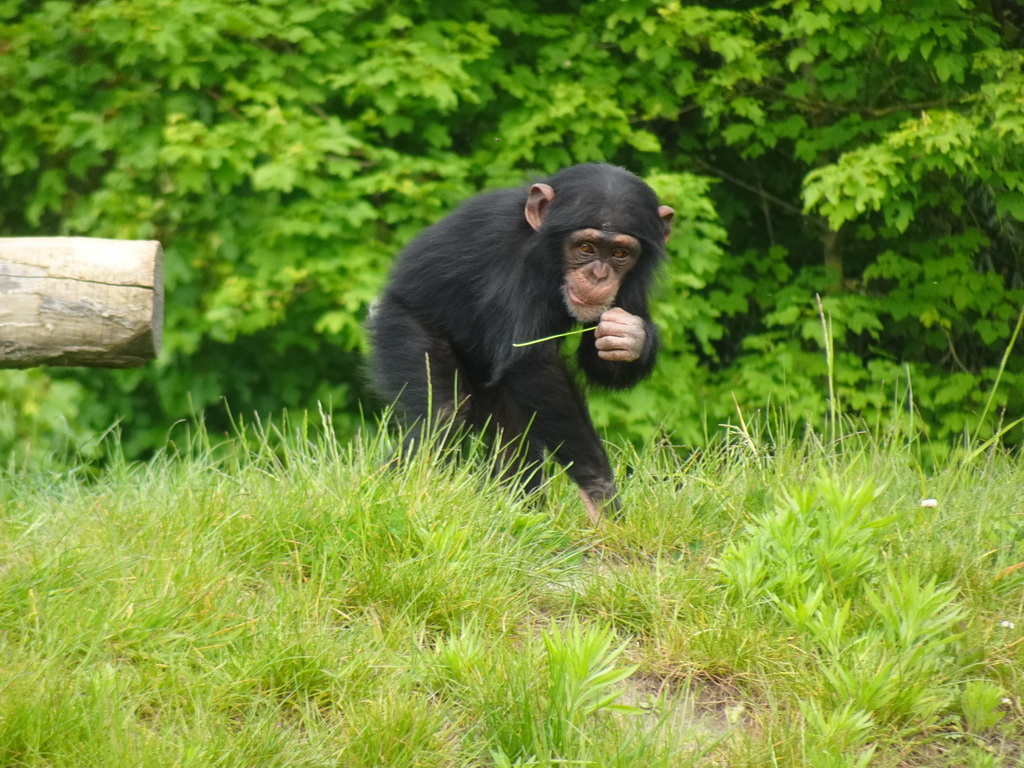 Young Chimpanzee at the Dierenrijk zoo