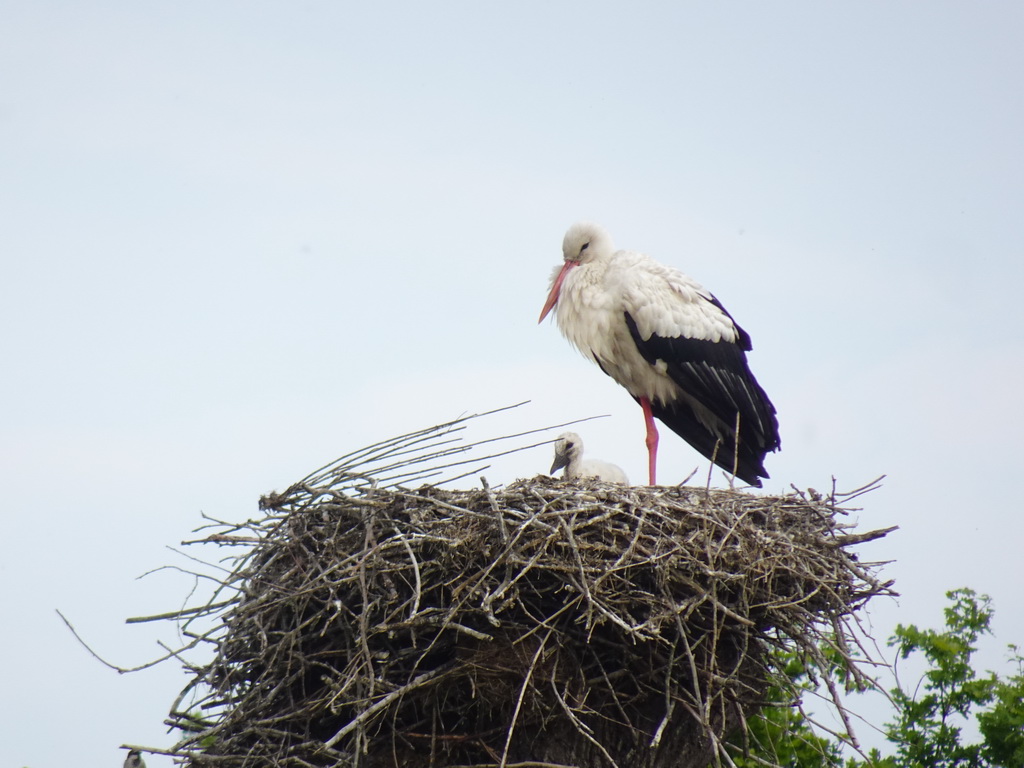 Storks in a nest at the enclosure of the Chimpanzees at the Dierenrijk zoo