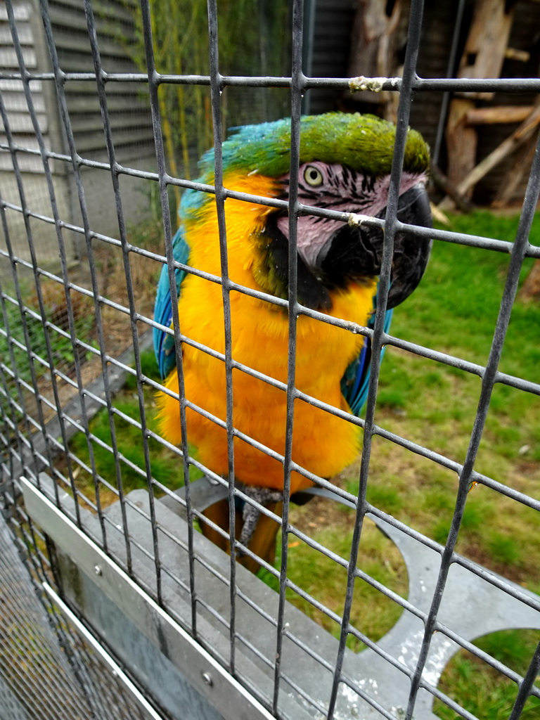 Blue-and-yellow Macaw in front of the Dierenrijk zoo