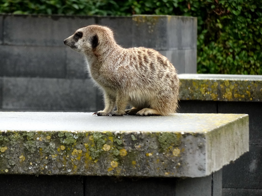 Meerkat in front of the Dierenrijk zoo