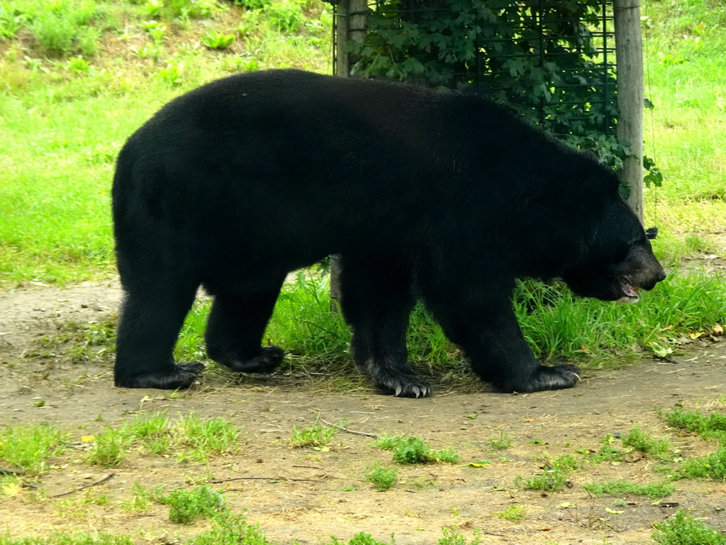 Asian Black Bear at the Dierenrijk zoo