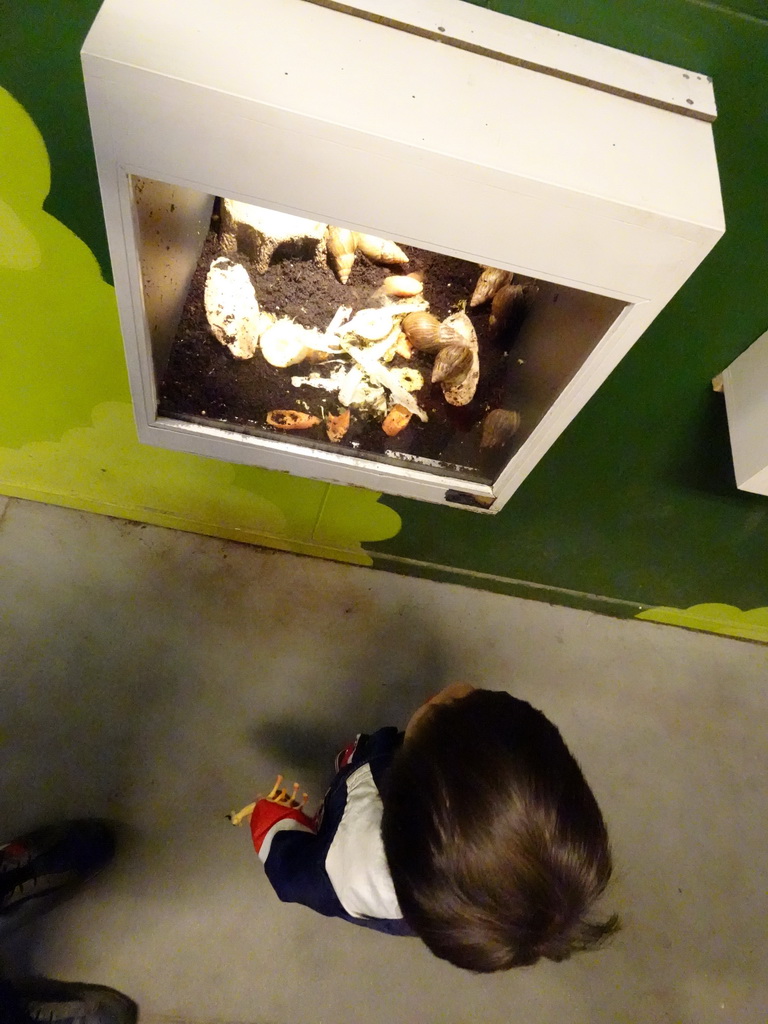 Max looking at African Giant Snails at the Indoor Apenkooien hall at the Dierenrijk zoo