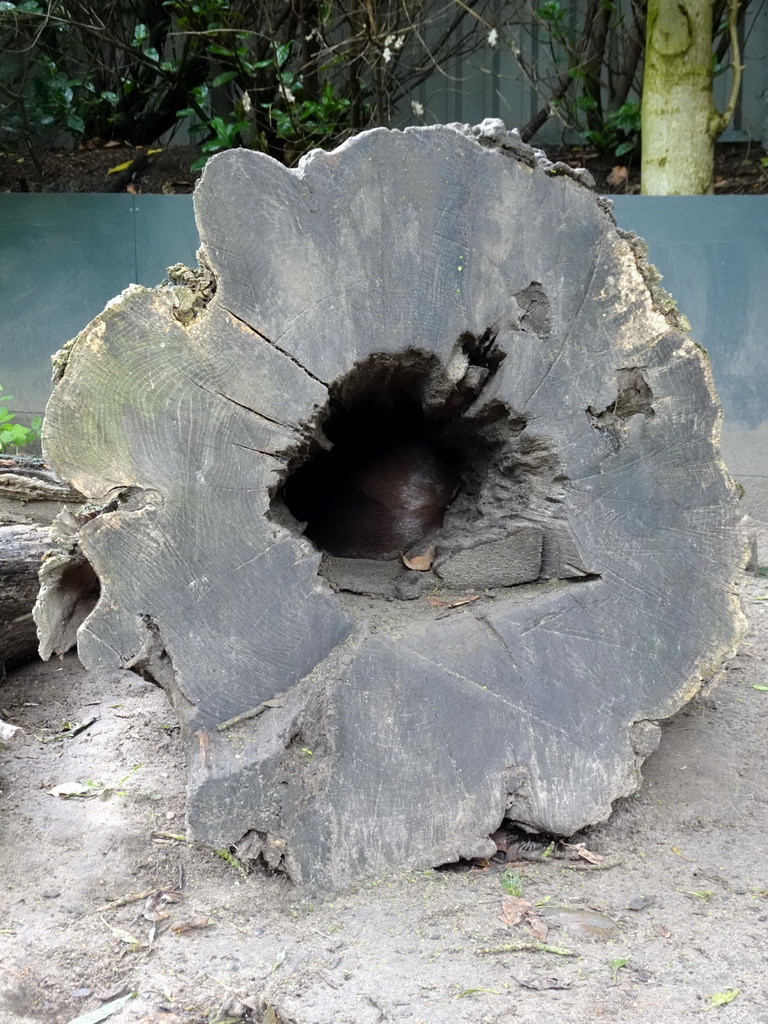 Tree trunk with Oriental Small-Clawed Otters at the Dierenrijk zoo