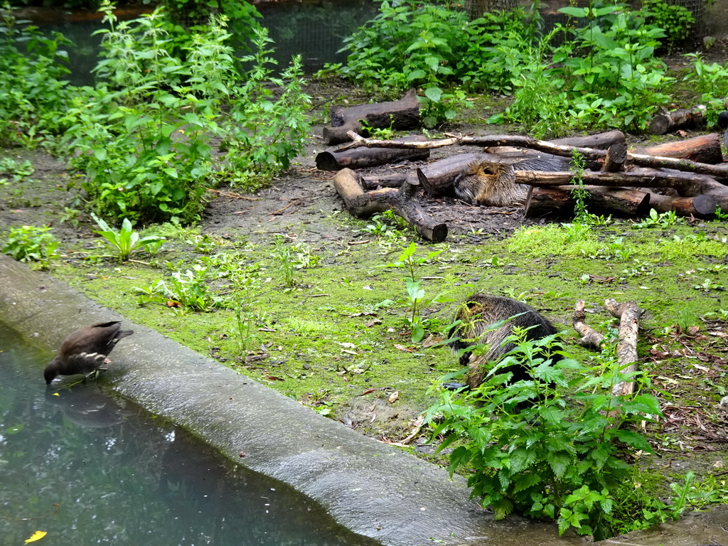 Coypus at the Dierenrijk zoo