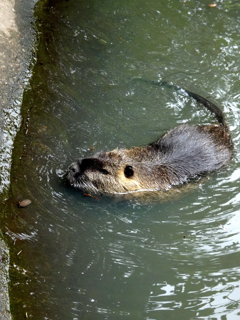 Coypu at the Dierenrijk zoo