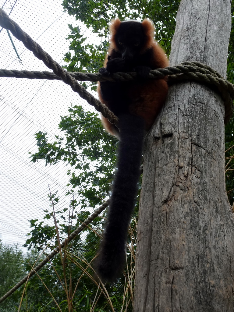 Red Ruffed Lemur at the Dierenrijk zoo