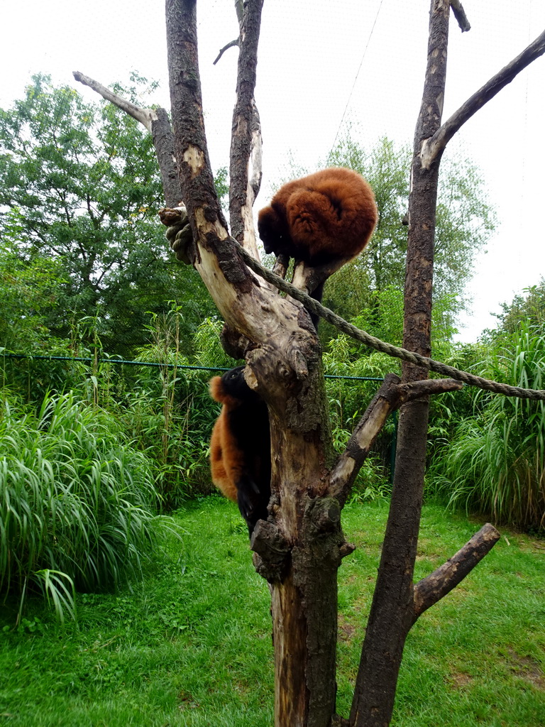 Red Ruffed Lemurs at the Dierenrijk zoo