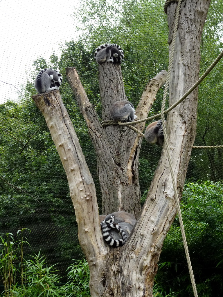 Ring-tailed Lemurs at the Dierenrijk zoo