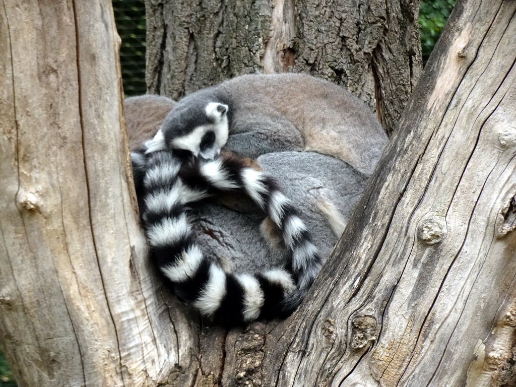 Ring-tailed Lemurs at the Dierenrijk zoo