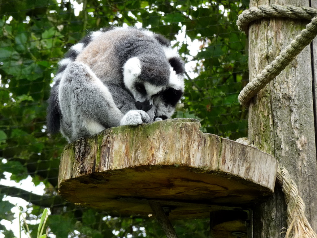 Ring-tailed Lemur at the Dierenrijk zoo