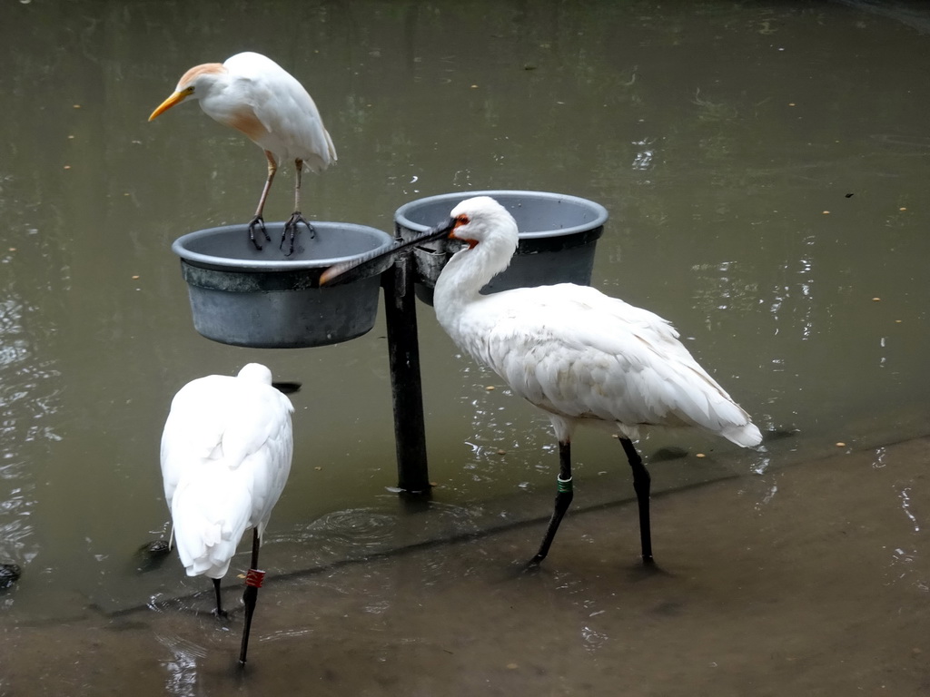 Eurasian Spoonbills and other bird at the Dierenrijk zoo
