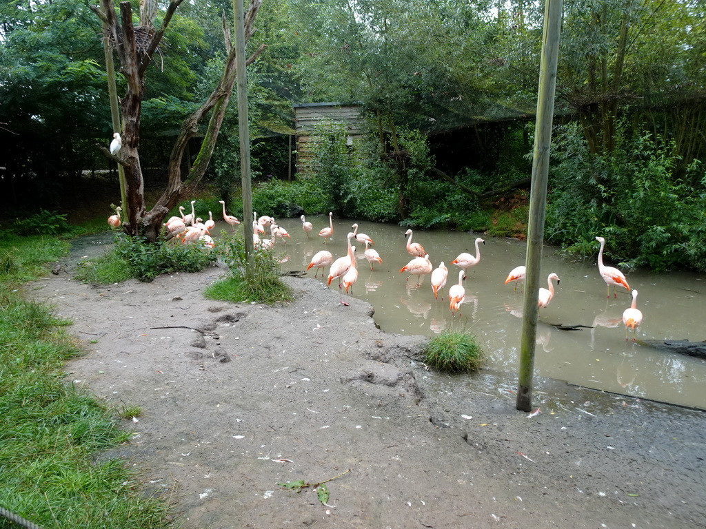 Chilean Flamingos at the Dierenrijk zoo