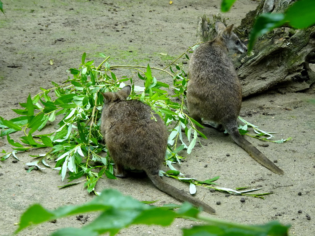 Parma Wallabies at the Dierenrijk zoo