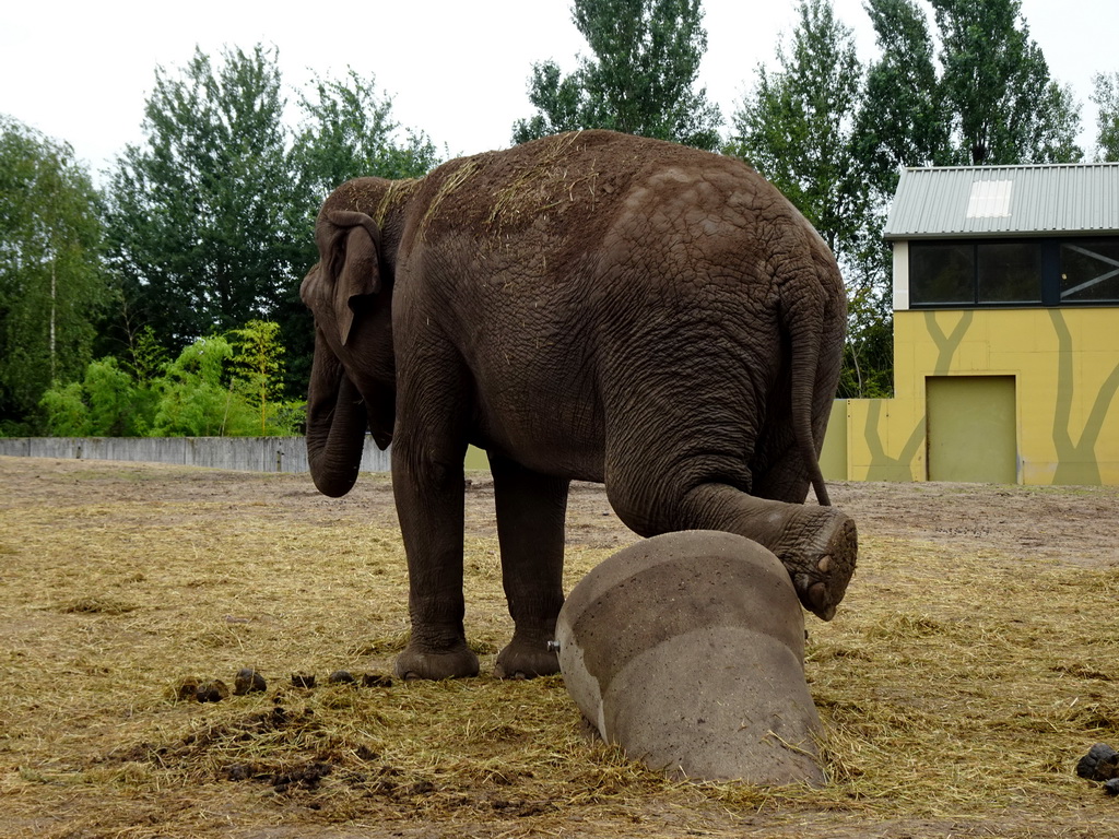 Asian Elephant at the Dierenrijk zoo