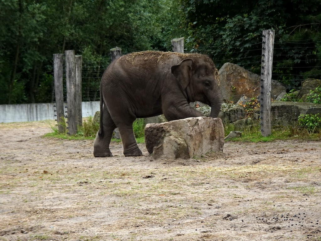 Young Asian Elephant at the Dierenrijk zoo