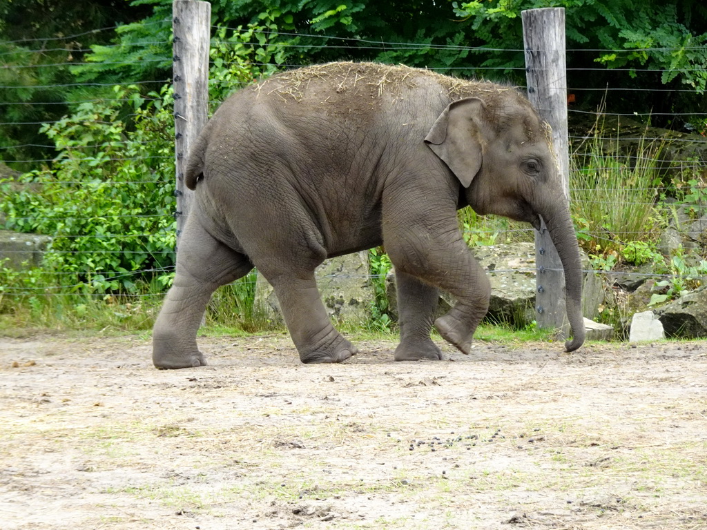 Young Asian Elephant at the Dierenrijk zoo