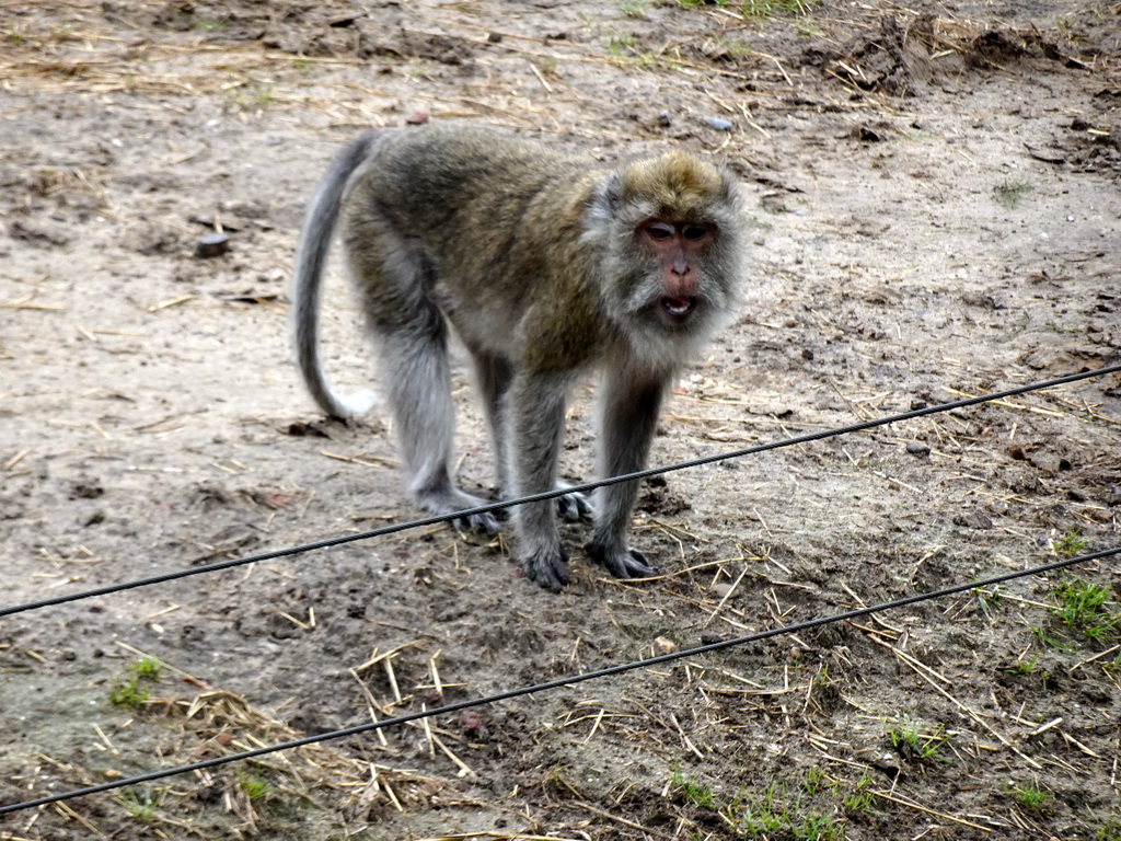 Crab-eating Macaque at the Dierenrijk zoo