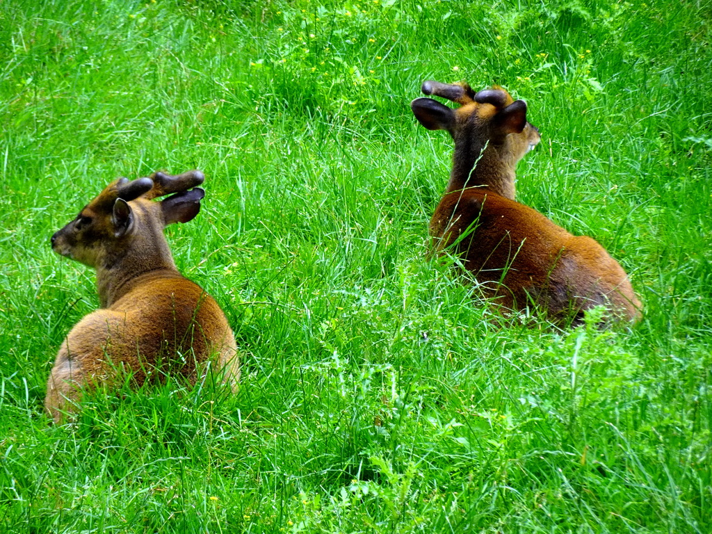 Reeves`s Muntjac at the Dierenrijk zoo