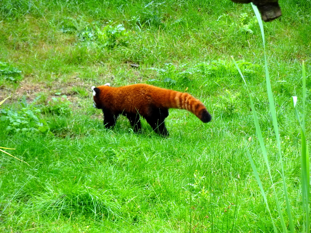Red Panda at the Dierenrijk zoo