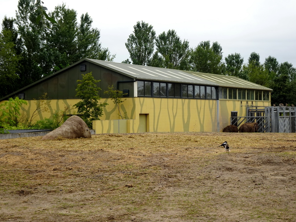 Asian Elephants at the Dierenrijk zoo