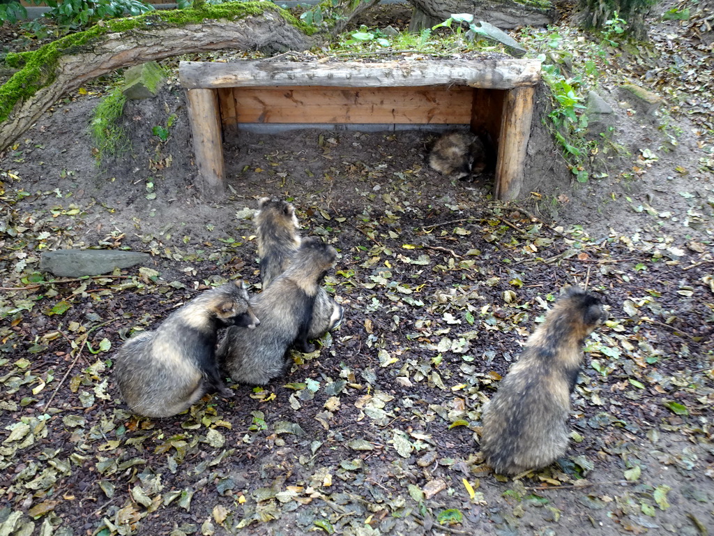 Raccoon Dogs at the Dierenrijk zoo