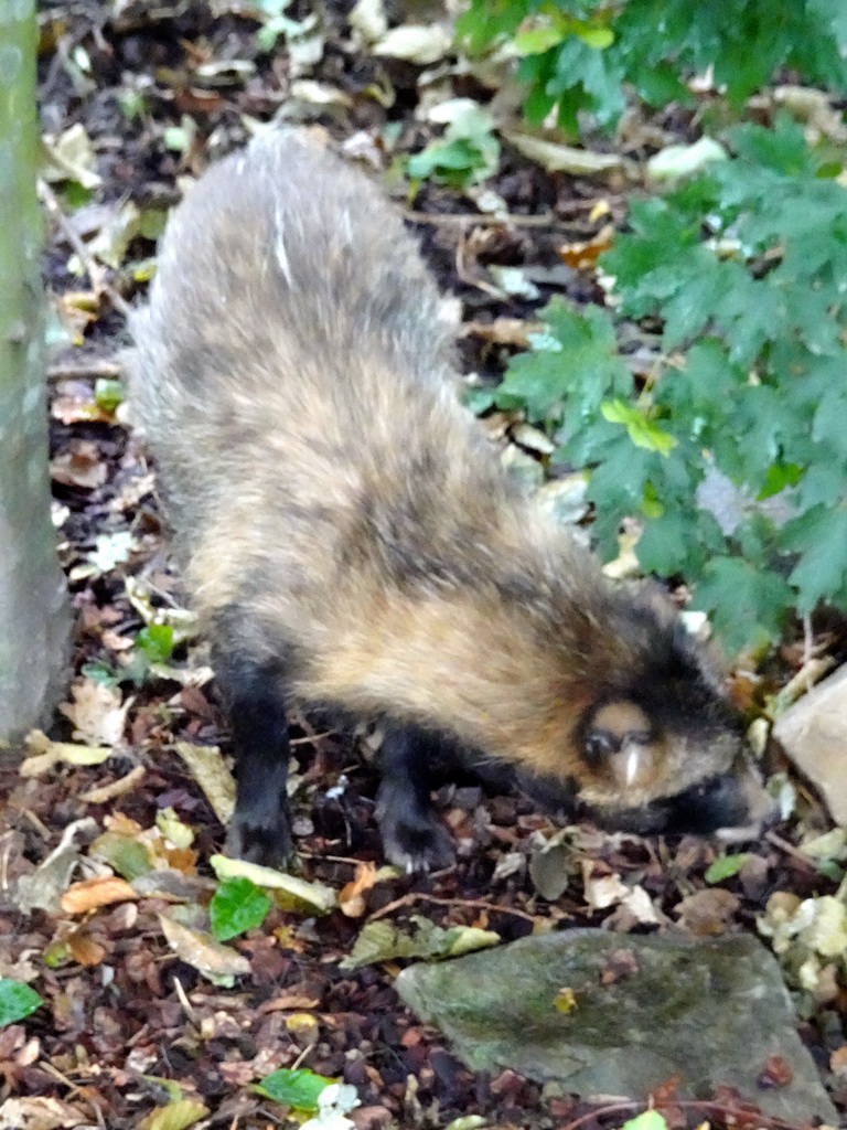 Raccoon Dog at the Dierenrijk zoo