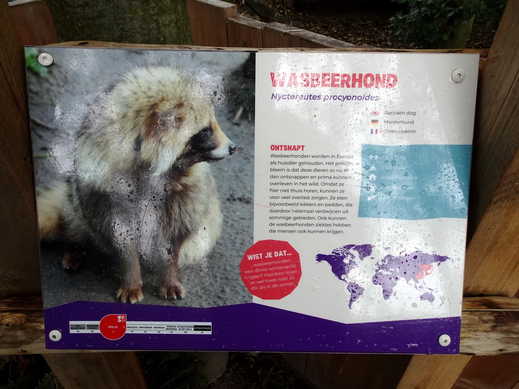 Explanation on the Raccoon Dog at the Dierenrijk zoo