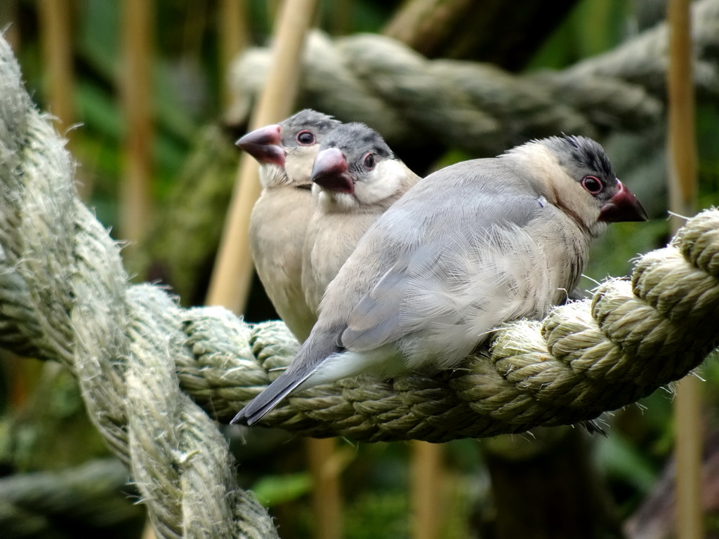 Young Java Sparrows at the Dierenrijk zoo