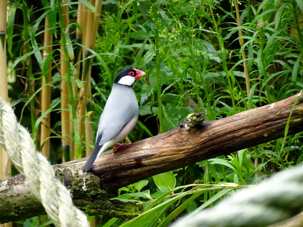 Java Sparrow at the Dierenrijk zoo