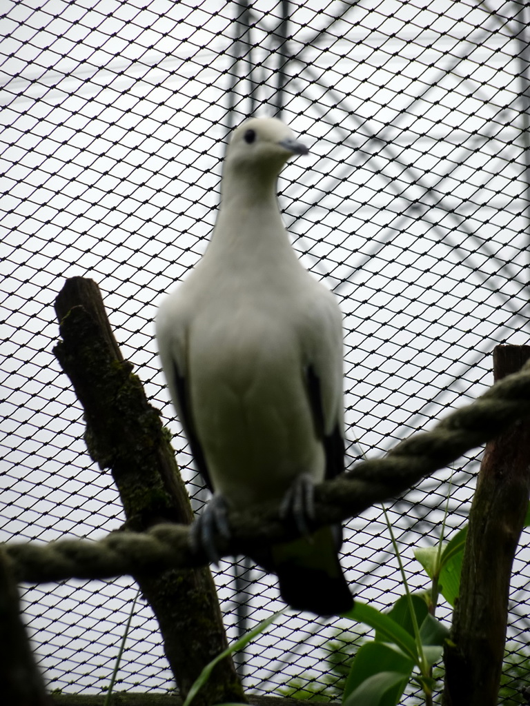 Pied Imperial Pigeon at the Dierenrijk zoo