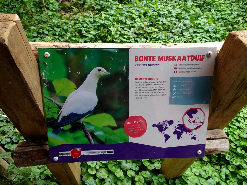 Explanation on the Pied Imperial Pigeon at the Dierenrijk zoo