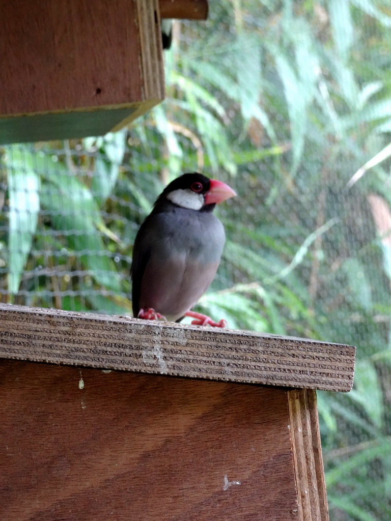 Java Sparrow at the Dierenrijk zoo