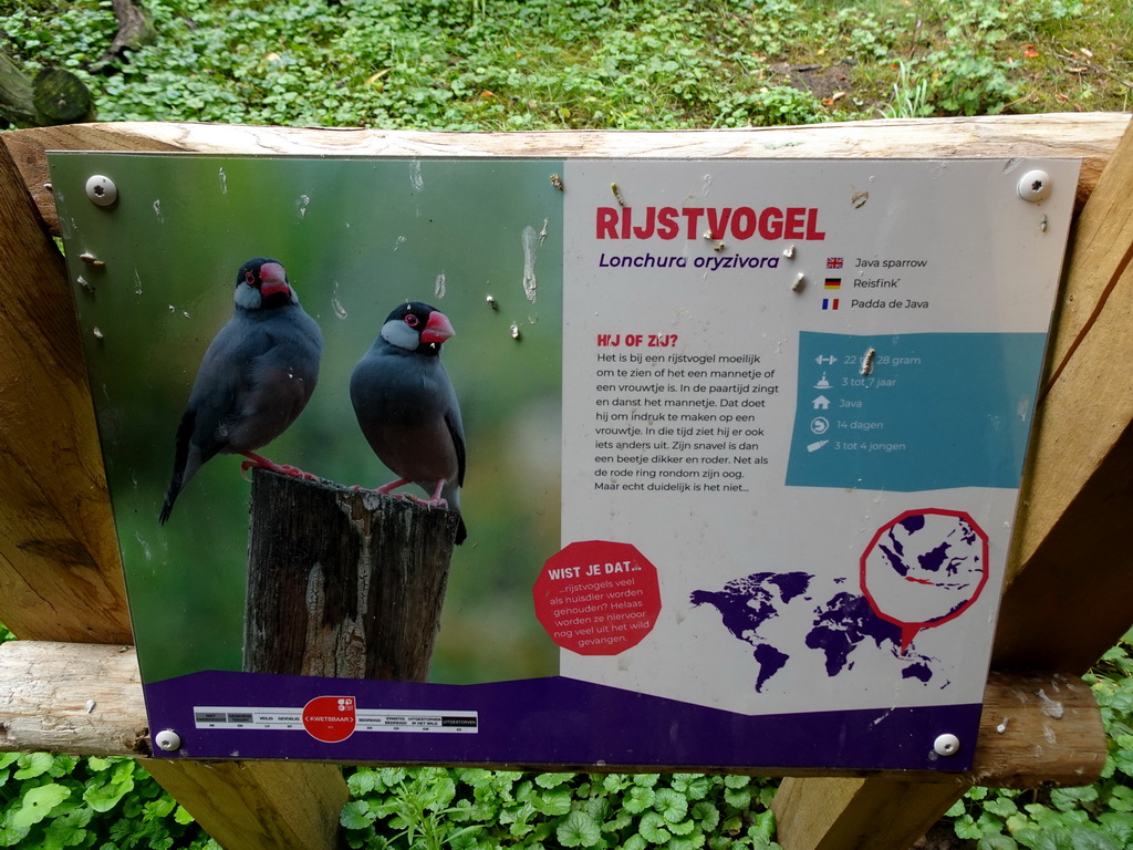 Explanation on the Java Sparrow at the Dierenrijk zoo