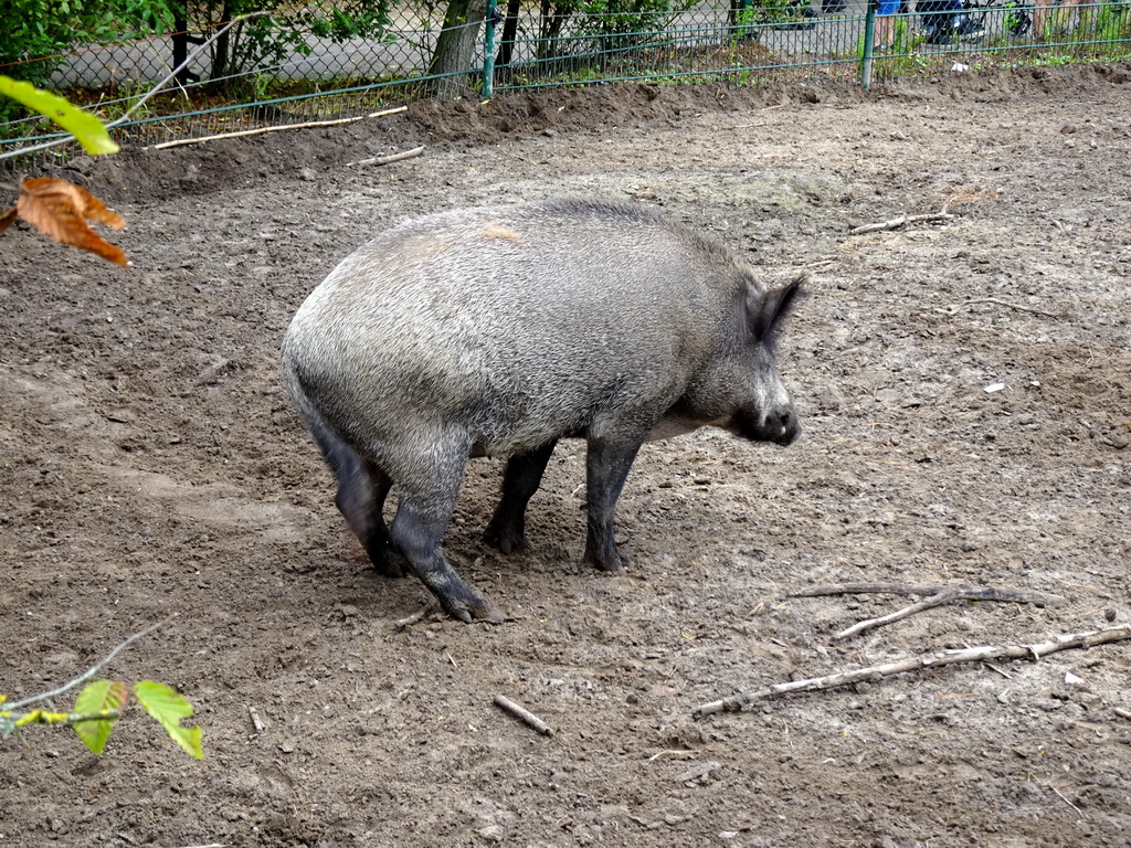 Wild Boar at the Dierenrijk zoo