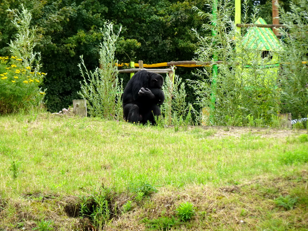 Chimpanzee at the Dierenrijk zoo