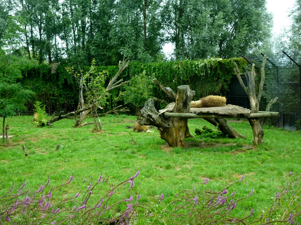 African Lions at the Dierenrijk zoo