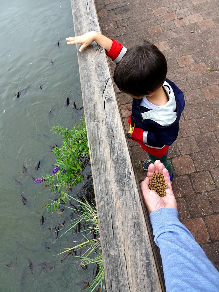 Max feeding Common Carps at the Dierenrijk zoo