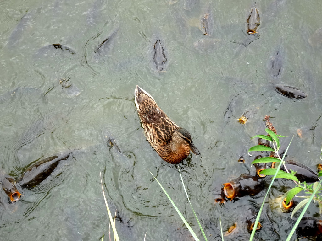 Duck and Common Carps at the Dierenrijk zoo