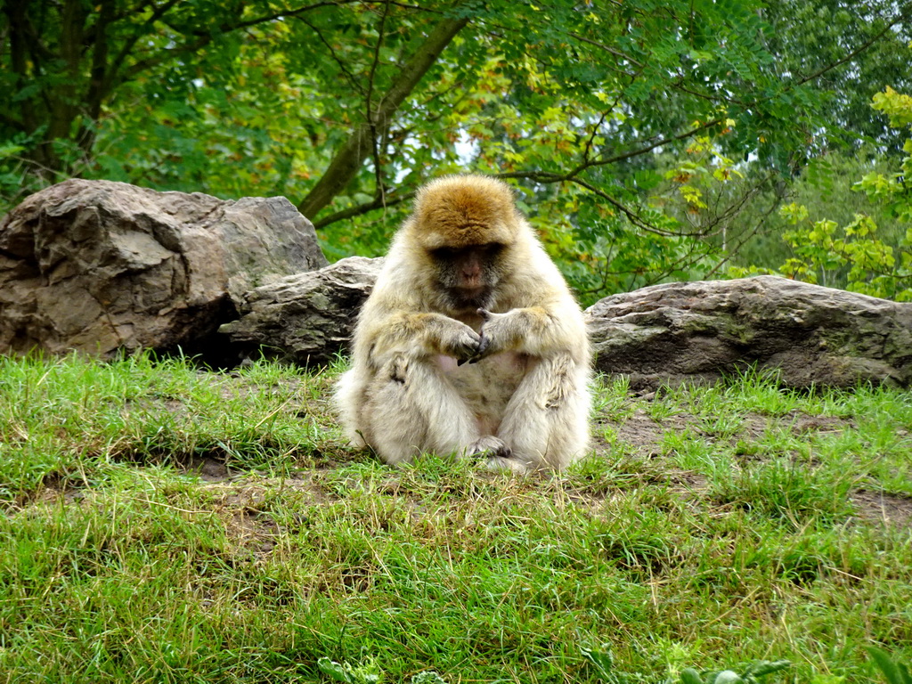 Barbary Macaque at the Dierenrijk zoo