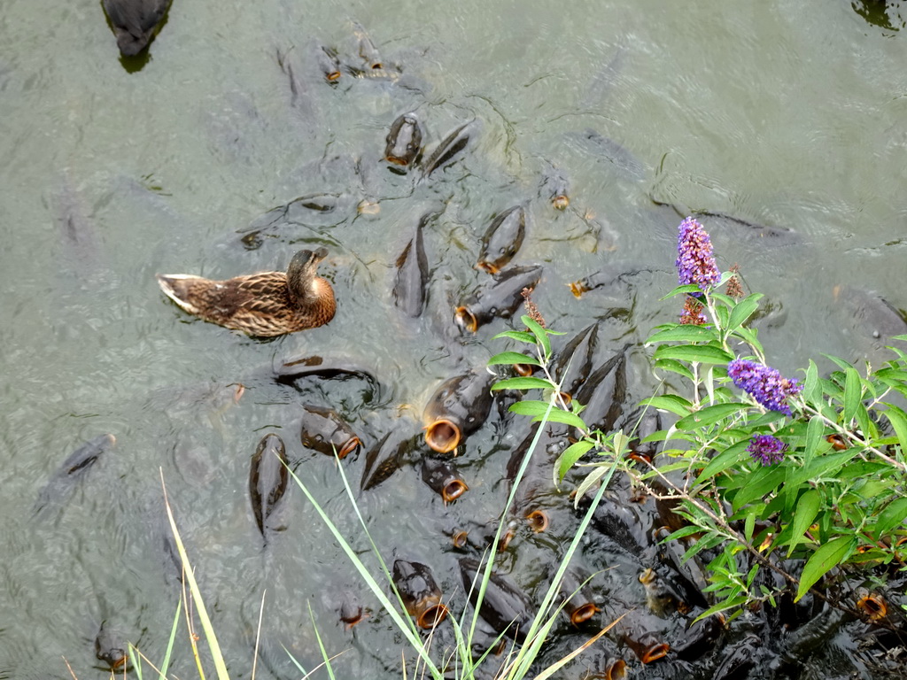 Duck and Common Carps at the Dierenrijk zoo