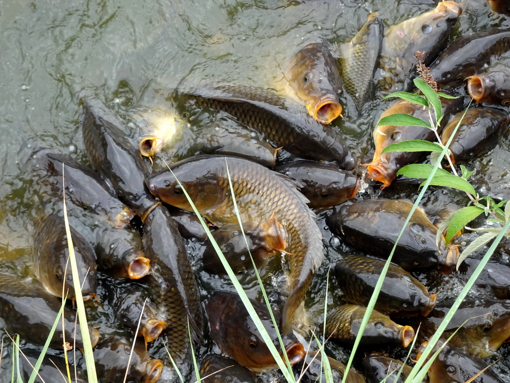 Common Carps at the Dierenrijk zoo