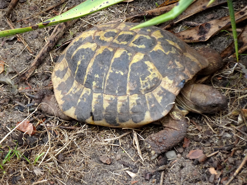 Hermann`s Tortoise at the Dierenrijk zoo