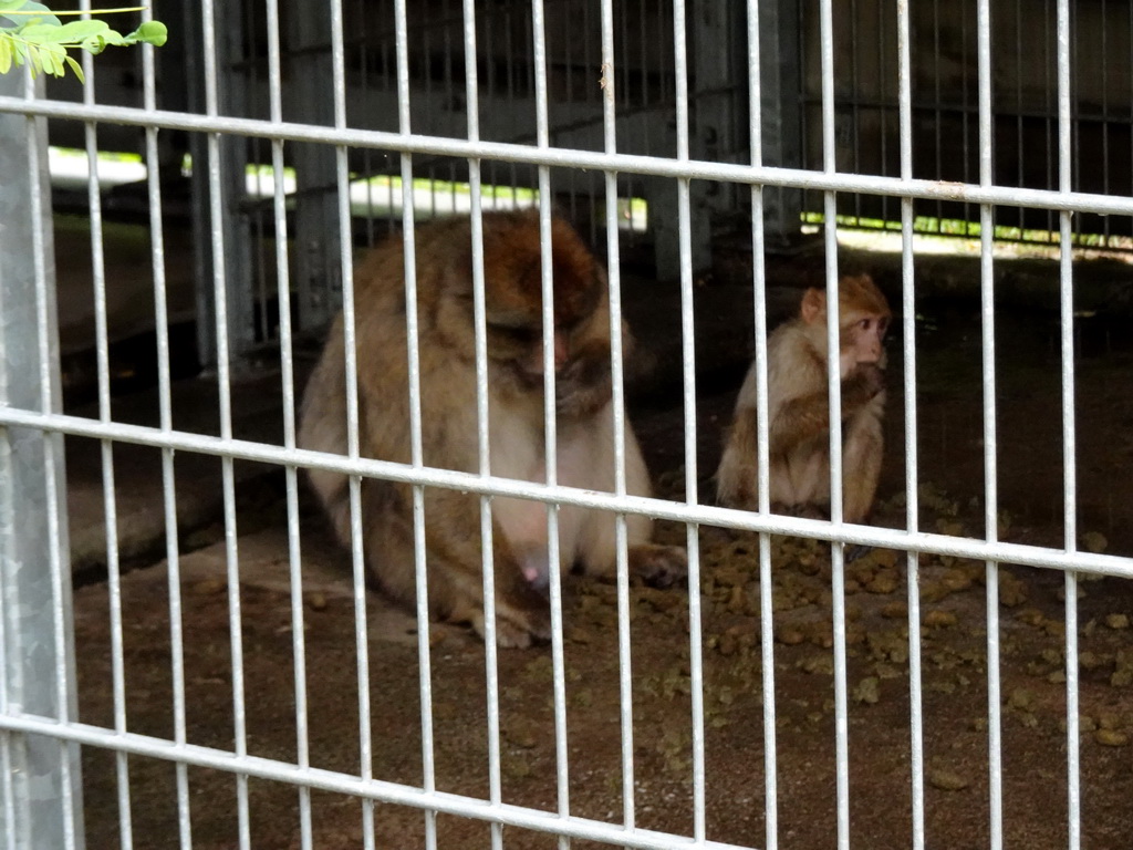 Barbary Macaques at the Dierenrijk zoo