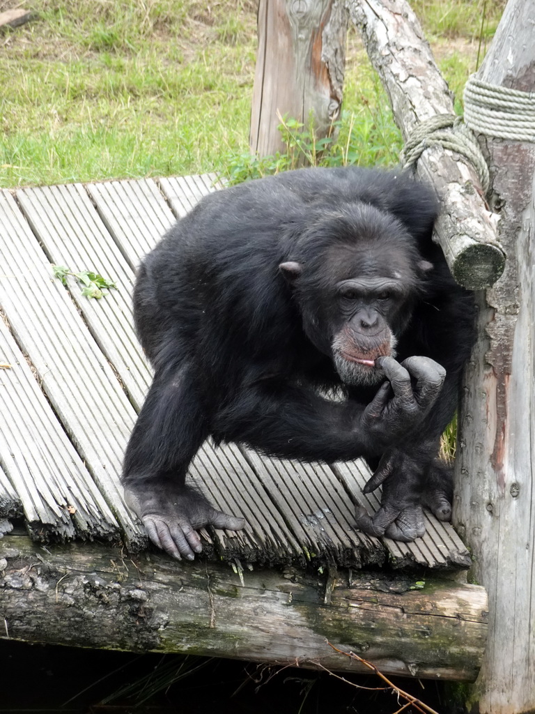 Chimpanzee at the Dierenrijk zoo